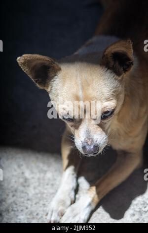 Un colpo verticale di un cane chihuahua seduto su un pavimento di cemento e raggi di sole cadono su di esso Foto Stock