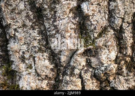 corteccia di albero. Primo piano abbaio sfondo. Albero di mosy Foto Stock