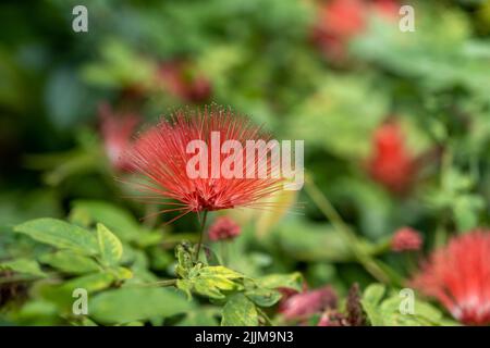 Il fiore rosso spiky di Ohi'a Lehua si erge sopra il fogliame verde con sfondo sfocato. Foto Stock