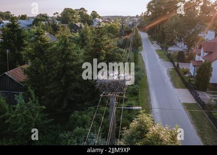 Nido di cicogna su un pilone di elettricità in Jaczew villlage, contea di Wegrow in Polonia Foto Stock