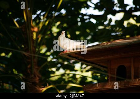 Uccello Pigeon in piedi sul tetto Foto Stock