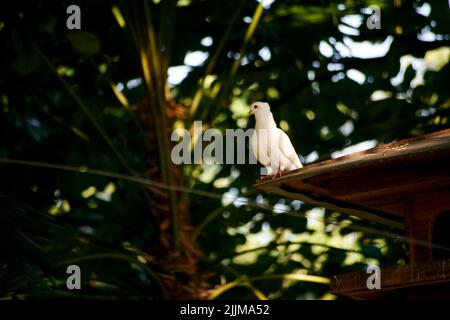 Uccello Pigeon in piedi sul tetto Foto Stock