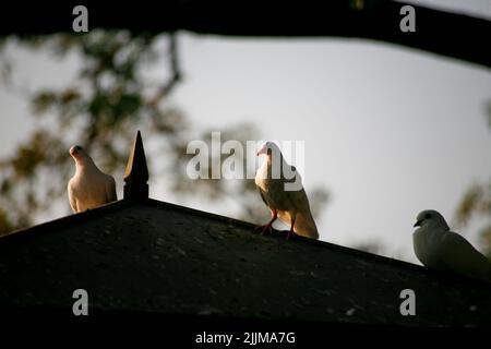 Piccioni in piedi sul tetto della colombaia Foto Stock