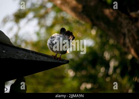 Ritratto di piccione sul tetto della colombaia Foto Stock