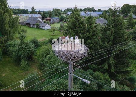 Nido di cicogna su un pilone di elettricità nel villaggio di Jaczew, contea di Wegrow in Polonia Foto Stock