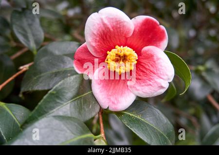 Un primo piano di una bella camelia rosa Foto Stock