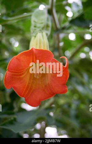 Un primo piano verticale di una tromba d'angelo rossa (Brugmansia sanguinea) su sfondo sfocato Foto Stock