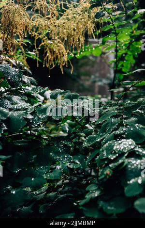 Un primo piano verticale del fogliame verde con gocce d'acqua. Foto Stock