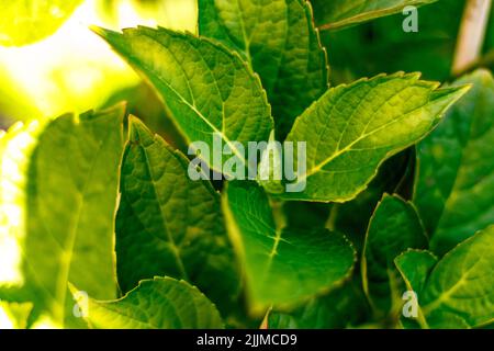 Un primo colpo di verde pianta lascia in un giardino in tempo di sole Foto Stock