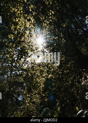 Un colpo verticale di un sole che brilla attraverso foglie di albero verde in una foresta Foto Stock