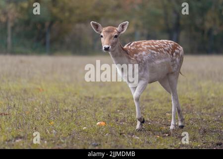 Un'inquadratura poco profonda di un bel cervo femmina europeo che cammina sull'erba del parco Foto Stock
