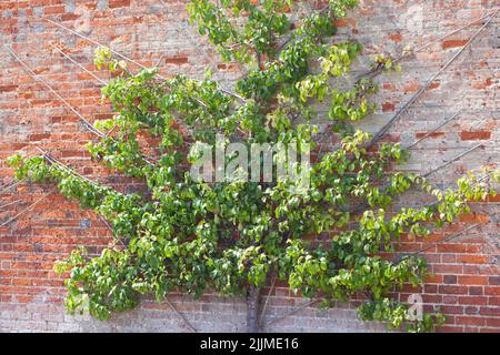 Albero di frutta espalier addestrato per svilupparsi contro muro di mattone in una forma di ventilatore. Foto Stock