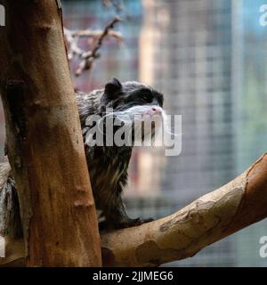 Un primo piano di un imperatore tamarino seduto su un ramo di albero in uno zoo Foto Stock