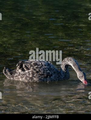 A Juvenile Black Swan Cygnus atratus Nuova Zelanda Foto Stock