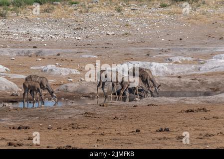 Grande kudu femminile, Tragelaphus strepsiceros bere in un vicolo nel Parco Nazionale di Khaudum, Namibia Foto Stock