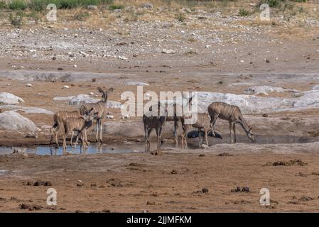 Grande kudu femminile, Tragelaphus strepsiceros bere in un vicolo nel Parco Nazionale di Khaudum, Namibia Foto Stock