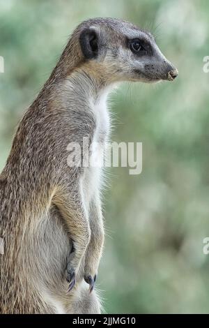 Un colpo verticale di un lemure in una foresta su uno sfondo sfocato Foto Stock