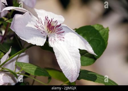 Primo piano Clematis Lucky fascino fiori sono molto delicato e bello Foto Stock