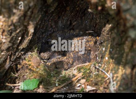 Pulcini europei Robin in nido di terra, Erithacus rubecula, Robin o Robin Redbreast, Brent Reservoir, Welsh Harp, Londra, Gran Bretagna Foto Stock