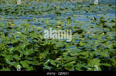 Fiume con foglie e fango paludoso sulla riva Foto Stock