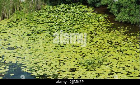 Fiume con foglie e fango paludoso sulla riva Foto Stock