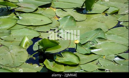 Fiume con foglie e fango paludoso sulla riva Foto Stock