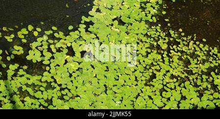 Fiume con foglie e fango paludoso sulla riva Foto Stock