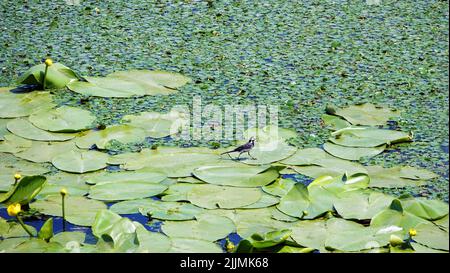 Fiume con foglie e fango paludoso sulla riva Foto Stock