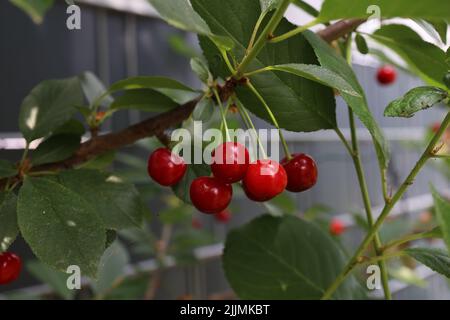 Ciliegie mature appese su rami nel giardino. Foto Stock