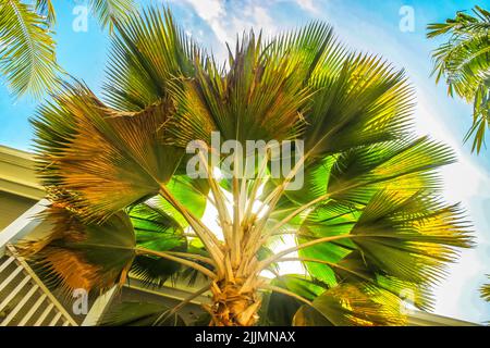 Primo piano guardando verso l'alto le foglie o i fronti di una palma palmate che si estende su un cielo blu con architettura tropicale sullo sfondo Foto Stock