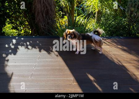 Un'inquadratura ad angolo alto di un papillon all'aperto Foto Stock