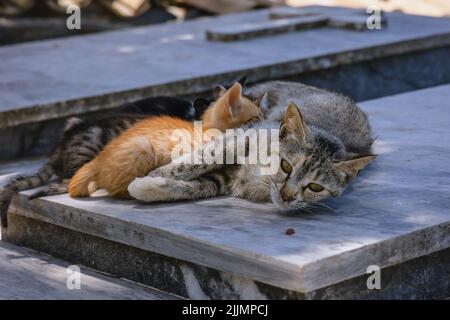 Gatti su una tomba nel Monastero di Vlacherna nella zona di Kanoni della città di Corfù, sull'isola di Corfù, Isole IONIE, Grecia Foto Stock