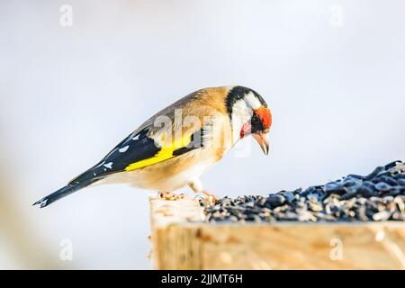 Un'inquadratura poco profonda di un goldfinch europeo seduto su un alimentatore e mangiare semi in luce solare brillante con sfondo sfocato Foto Stock