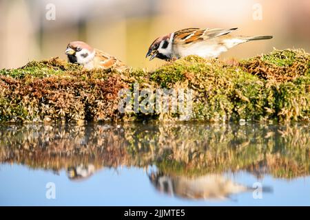 Un paio di passerini eurasiatici in piedi su un prato vicino ad un lago Foto Stock