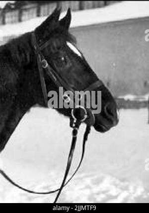 Il cavallo concorrenza Oops. Melker Wernstedt, ufficiale presso il K 3 1932-1940. Foto Stock