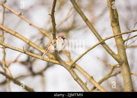 Un grazioso passero di casa in piedi su un ramo di albero con uno sfondo sfocato Foto Stock