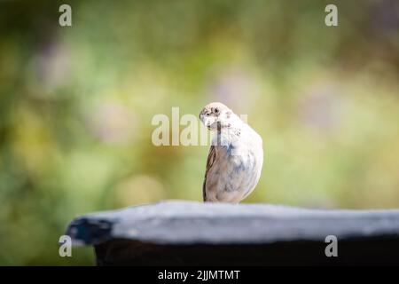 A shallow focus shot of an Eurasian Tree Sparrow sitting on a large stone in the garden in bright sunlight with blurred background Stock Photo