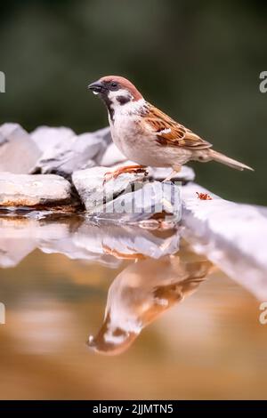 Un fuoco poco profondo di un passero eurasiatico che si erge sul bordo di una piscina giardino con riflesso visibile sull'acqua con sfondo sfocato Foto Stock