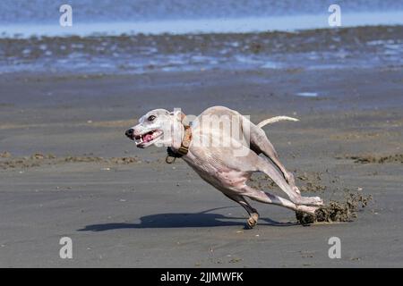 Sighthound corre veloce sulla spiaggia di sabbia lungo la costa Foto Stock