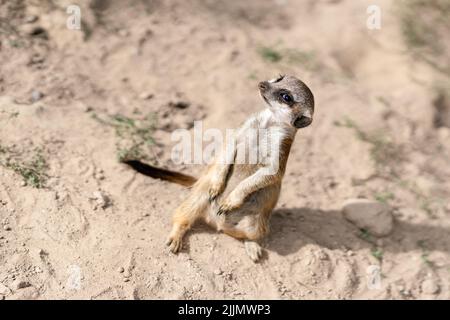 Un primo colpo di un adorabile meerkat sulla sabbia Foto Stock