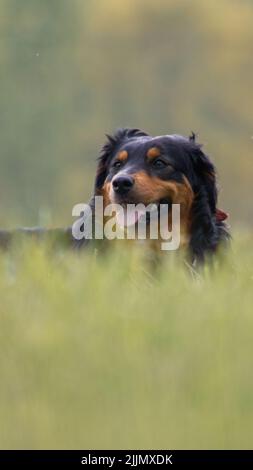 Un colpo verticale di un bel cane Pastore Australiano carino in un giardino verde Foto Stock