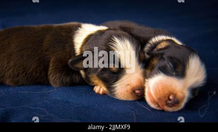 A closeup shot of two American Staffordshire Terrier dogs sleeping on a blue pillow Stock Photo