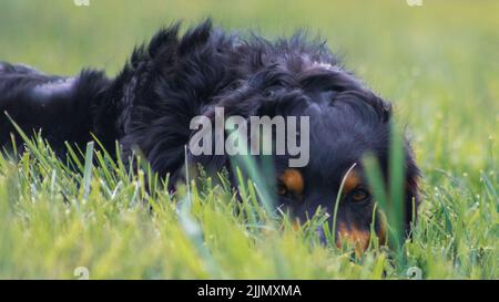 A closeup shot of a beautiful cute Australian Shepherd dog laying on a green garden Foto Stock