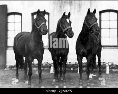 Mecke 'tre cavalli di servizio - tutti buoni cavalli da competizione. Melker Wernstedt, ufficiale presso K 3 1932 - 1940. Foto Stock