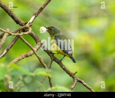Un'inquadratura poco profonda di un uccello dell'euphonia dalla forma spessa, in piedi su un ramoscello di albero con qualcosa sulla bocca con sfondo sfocato Foto Stock