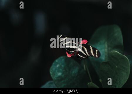 Un fuoco selettivo della farfalla di Zebra Longwing appollaiato sul fiore Foto Stock