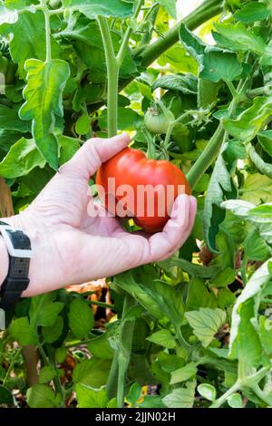 Donna che raccoglie il pomodoro di Marmande, Solanum lycopersicum, che cresce nella sua serra. Foto Stock