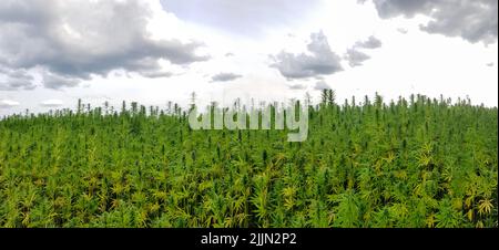 A beautiful shot of cannabis plantations under the cloudy skies Stock Photo