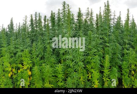 A beautiful shot of cannabis plantations under the cloudy skies Stock Photo