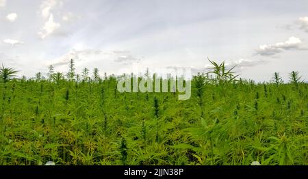 Un bel colpo di piantagioni di cannabis sotto il cielo nuvoloso Foto Stock